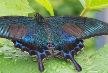 下雨时蝴蝶躲在哪里，树叶背面可有效防雨防风