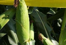 益农2035玉米栽培技术要点，每亩加施复合肥30公斤