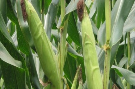 金爆59玉米栽培技术要点，夏播生育期103天