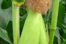 登海先锋170玉米栽培技术要点，6月上中旬播种