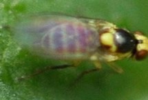 如何防治蔬菜斑潜蝇，阿维菌素、灭蝇胺效果好