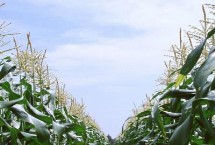 增玉153玉米栽培技术要点，亩播种量3.0千克左右