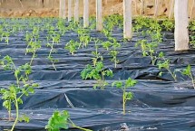 种植蔬菜常用塑料薄膜是哪几种，可提高土壤肥力、地温等