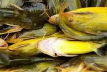 钓黄颡鱼的常用饵料，鱼苗阶段主要以浮游动物为食