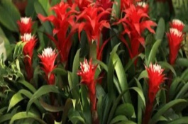 红运当头花怎么繁殖，需找出烂心的原因再对症防治