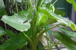 滴水观音叶子发黄下垂如何处理，切割植株能变得美观挺拔