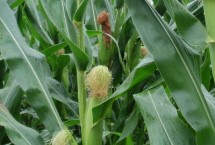 豫丰728玉米栽培技术要点，中等肥力以上地块栽培