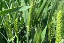 兰天37号小麦栽培技术要点，中抗白粉病