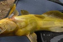 钓黄颡鱼最佳时间，夏季和初秋的晚上是钓黄颡鱼的黄金时间