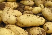 马铃薯炭疽病防治方法，病原为球炭疽菌