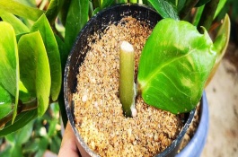 金钱树冬季怎么浇水，一定要在温暖的环境中进行