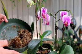 蝴蝶兰的分株方法，环境温度应当控制在15℃以上