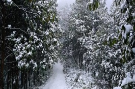 大雪过后园林人的注意事项，需及时清理根部多余积雪