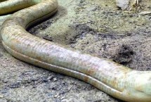 帝王蛇蜥的分布，是无毒的动物