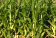 万育908玉米栽培技术要点，高抗丝黑穗病