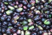 百合怎么繁殖，采收种子即可播种