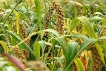 西瓜的生长周期一般为几个月，定义不同