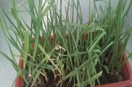 盆栽蒜苗的种植方法，一般可连续收割3-4次