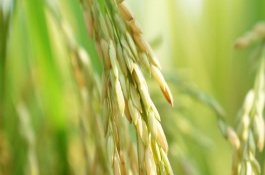 百香长糯水稻栽培技术要点，每亩有效穗数16.7万