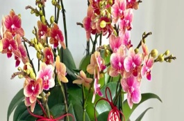 蝴蝶兰的生长习性，属于好养的一类植物