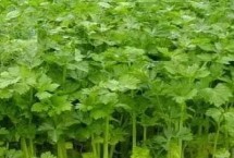 芹菜幼苗期怎么进行管理，播后苗前的施药效果更佳