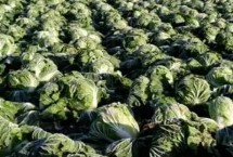 河南省夏邑县的特产，夏邑白菜是全国农产品地理标志