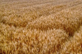 新冬58号小麦栽培技术要点，属中筋小麦品种