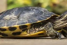 乌龟冬眠会不会死亡，温度过低可能会被冻死