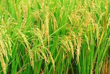 瑜香优191水稻栽培技术要点，秧田播种量每亩15.0千克