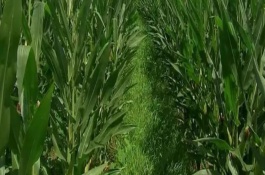 联祥98玉米栽培技术要点，麦收后应尽早播种