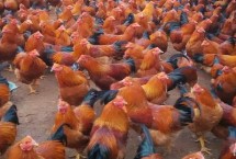 公鸡多大进行阉割，指通过手术摘除公鸡的睾丸