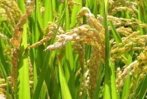 江浙优0603水稻栽培技术要点，每亩插足基本苗5万以上