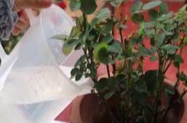 月季春天如何修剪，夏季每天早晚各浇一次