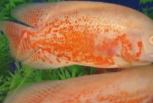 地图鱼对水质要求高吗，需经过长期饲养互动才能认主