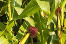 仲甜10号玉米栽培技术要点，高抗纹枯病