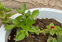 生长习性，属多年生常绿草本植物