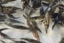 鳜鱼苗的放养方法，地区会影响到实际售价