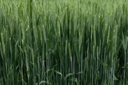 良星66小麦栽培技术要点，中抗秆锈病