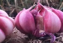 大蒜保存方法，都具备辛辣口感