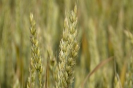 苏泰麦1号小麦栽培技术要点，全生育期222天