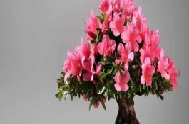 夏天怎么养盆栽杜鹃花，黑山土、黄山土、腐叶土都能使用