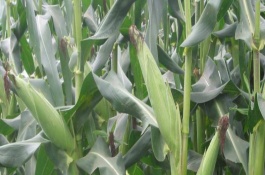 登科19玉米栽培技术要点，出苗至成熟118天