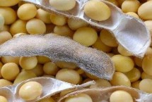 沈农豆38大豆栽培技术要点，中等以上肥力地块上种植
