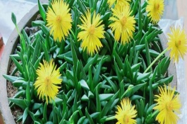 怎么将黄花照波养成老桩，每隔一个月施加一次多肉专用肥