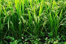 甬优1520水稻栽培技术要点，该品种株高适中