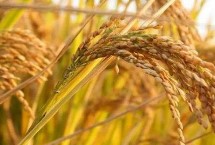 那优5722水稻栽培技术要点，全生育期120.4天