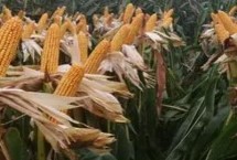 晟玉18玉米的产量表现，夏播生育期98-103天