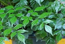 幸福树适合什么土壤，可采取播种、扦插、压条等方法