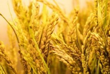 晶稻66水稻栽培技术要点，每亩有效穗数19.9万穗