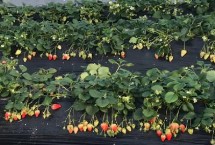 草莓移栽死苗如何解决，移栽前要晒地杀菌